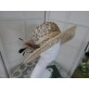 Dolce Vita panterka wizytowy kapelusz sinamay 55-58cm